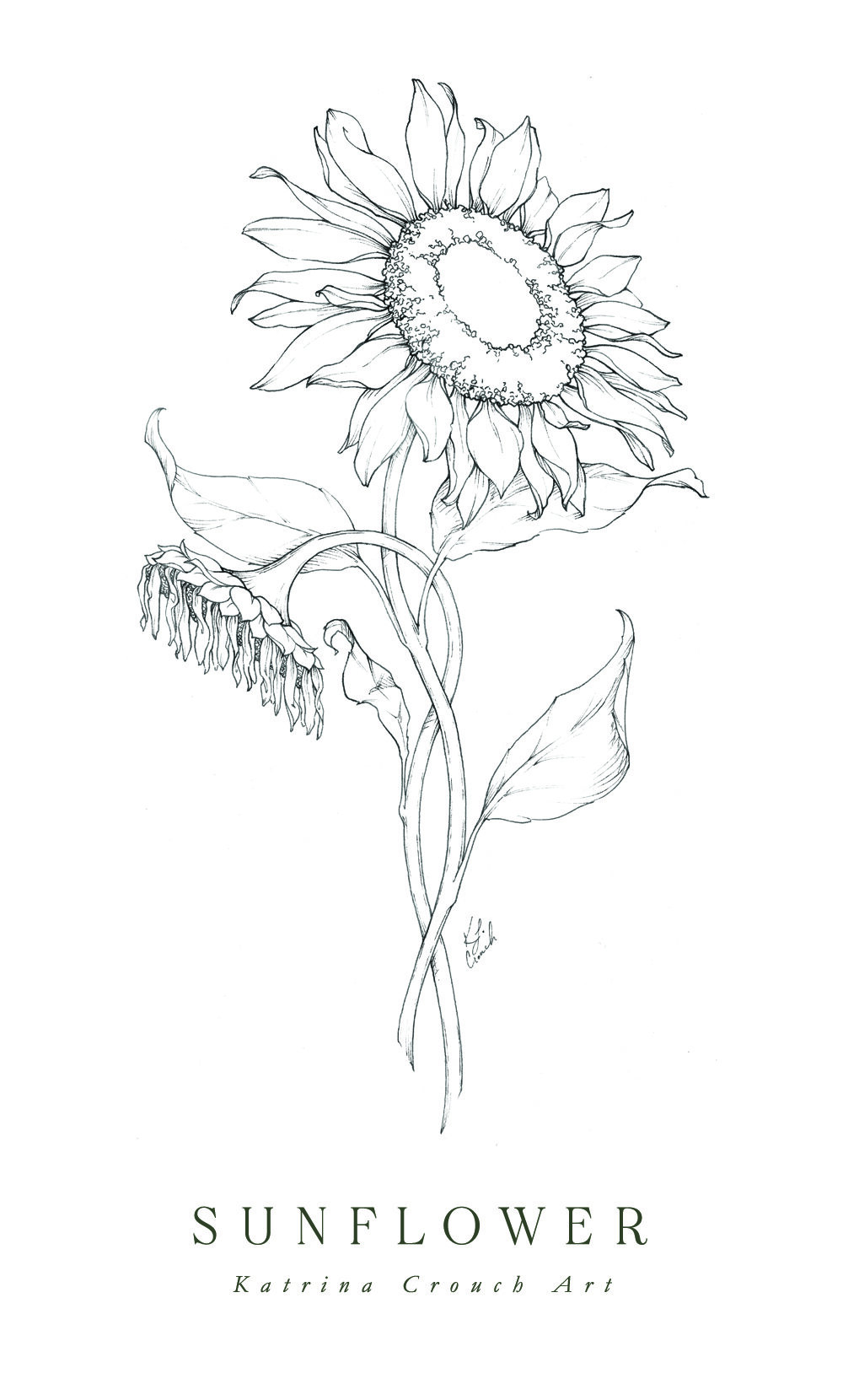 Aesthetic Flower Drawing Amazing Sketch