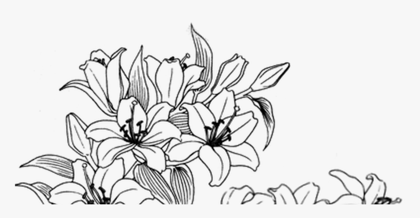 Aesthetic Flower Drawing Hand drawn
