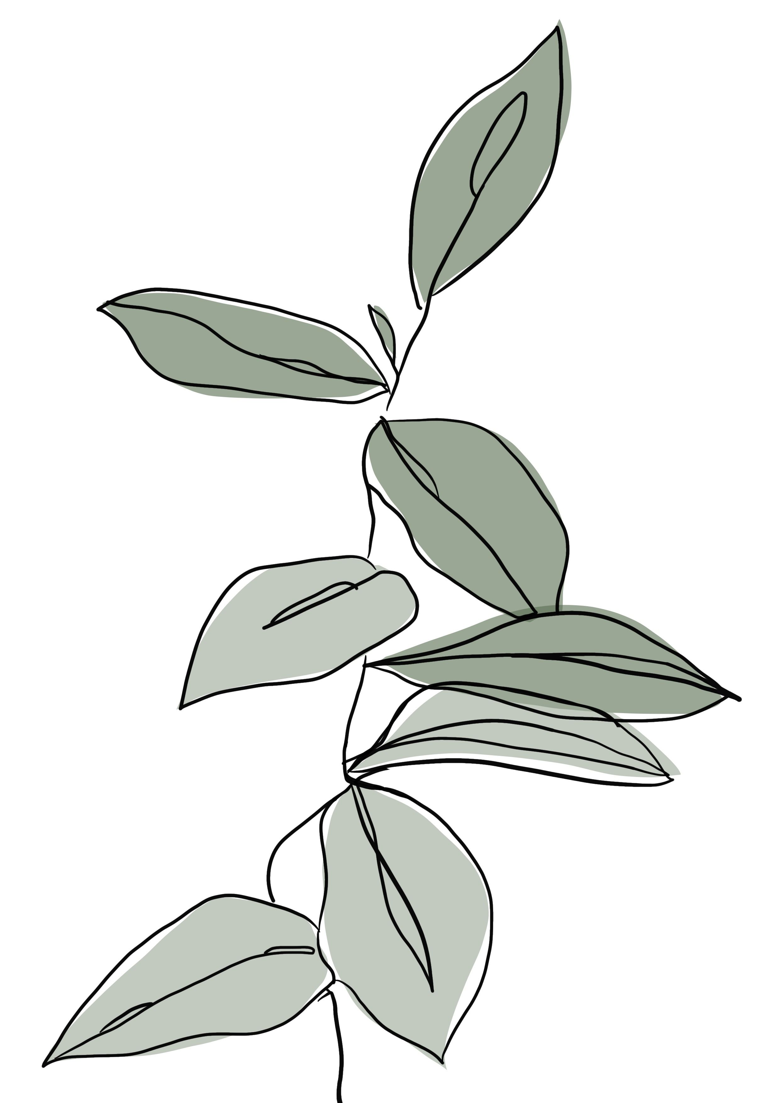 Aesthetic Plant Drawing Art