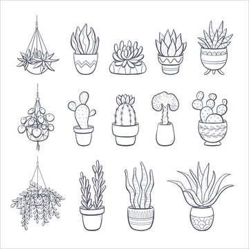 Aesthetic Plant Drawing Hand drawn