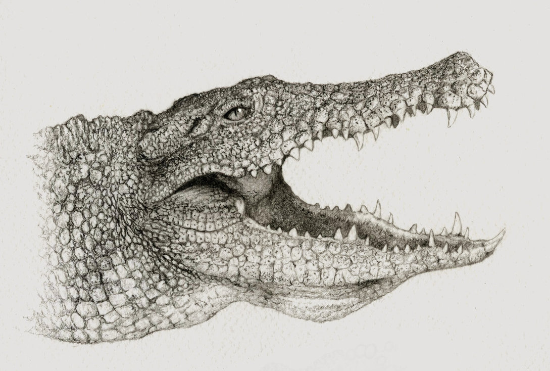 Alligator Drawing Amazing Sketch