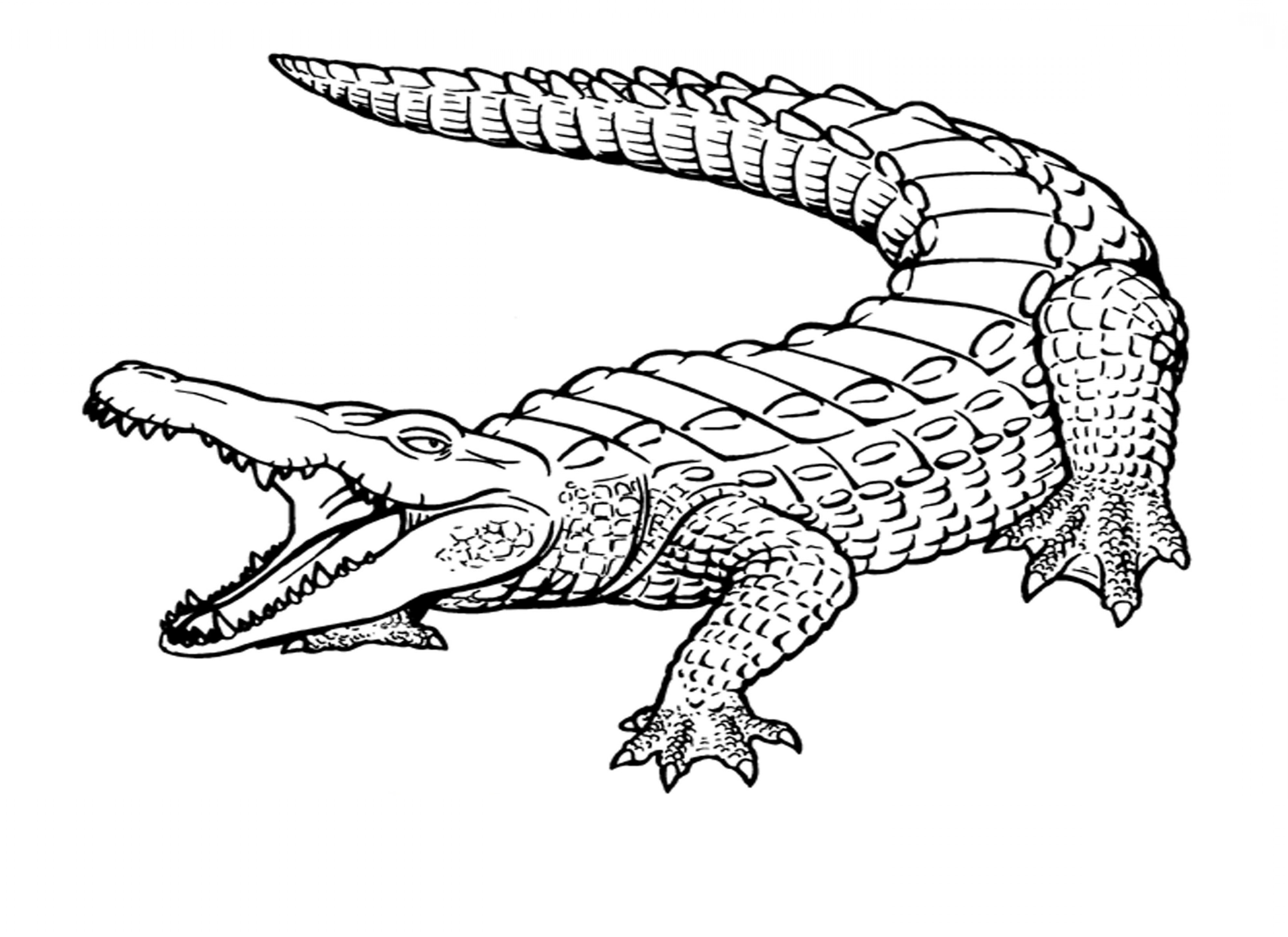 Alligator Drawing Art