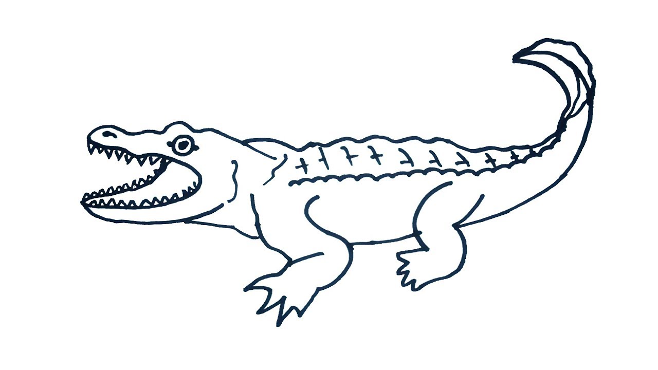 Alligator Drawing Hand Drawn