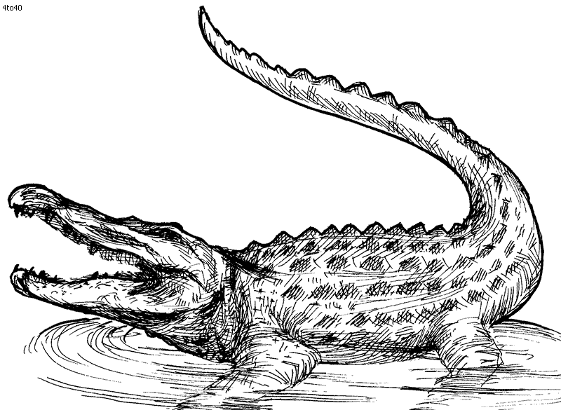 Alligator Drawing Image