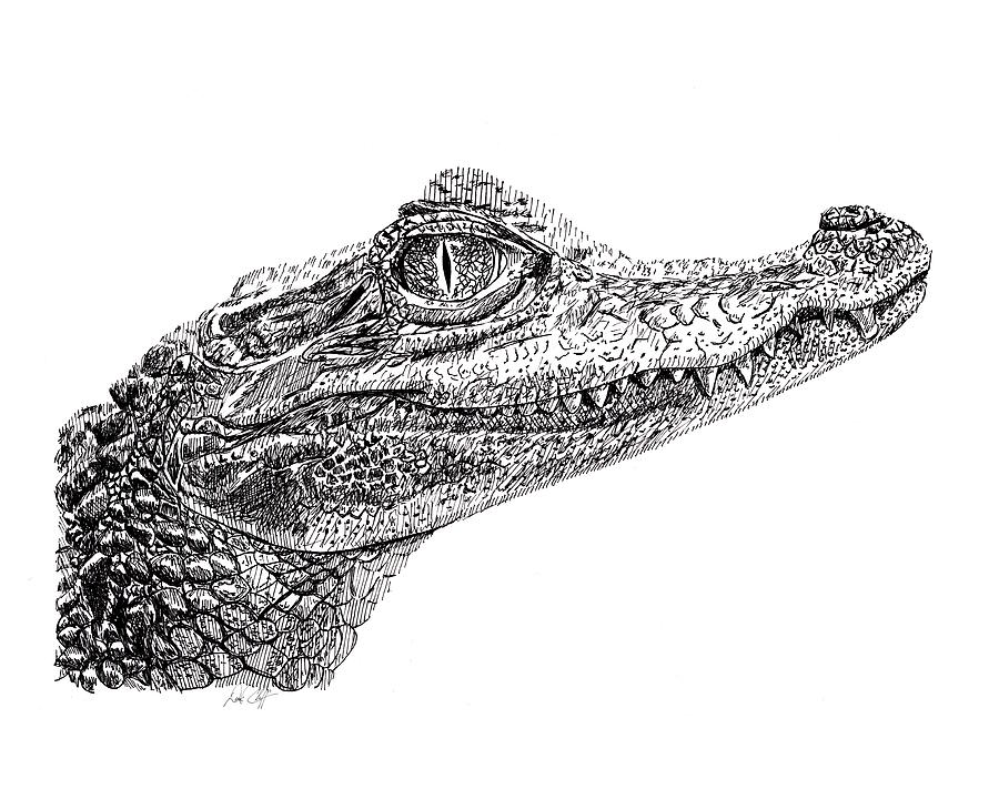Alligator Drawing Intricate Artwork