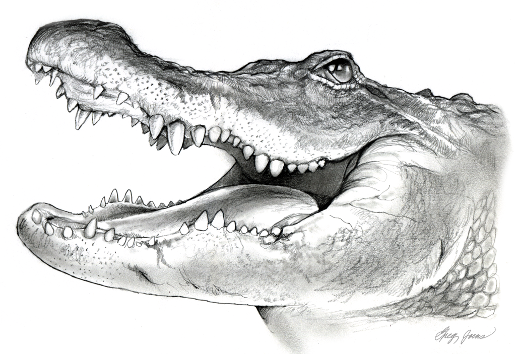 Alligator Drawing Professional Artwork