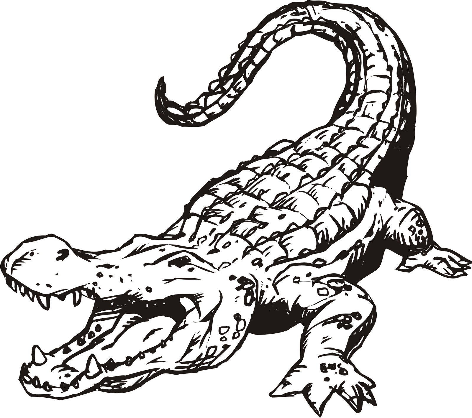 Alligator Drawing Realistic Sketch
