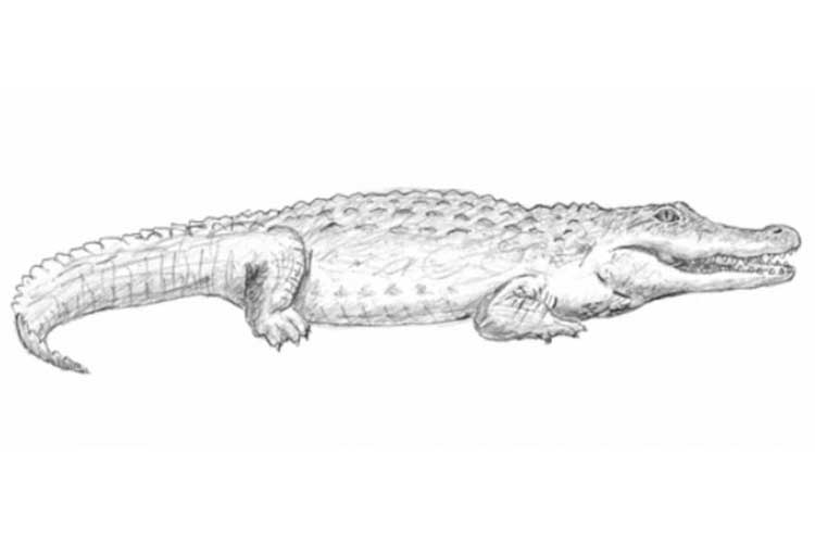 Alligator Drawing Sketch