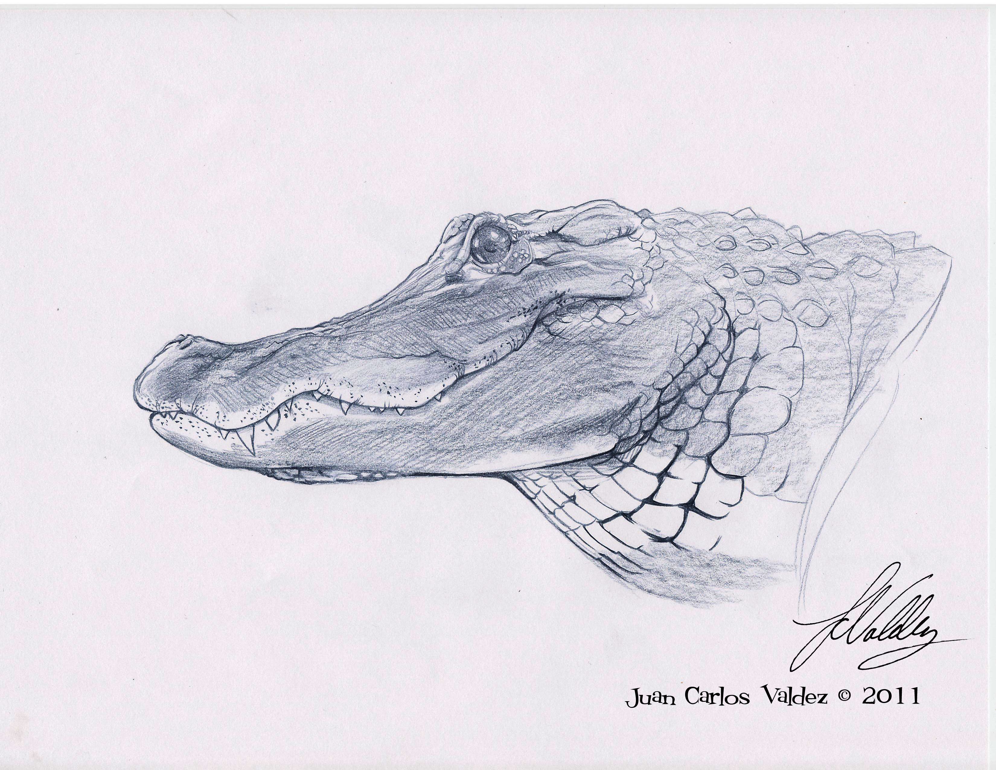 Alligator Drawing Unique Art