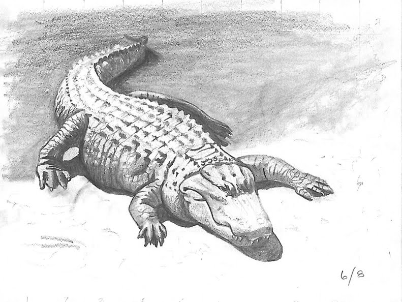 Alligator Drawing