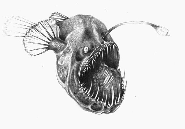 Angler Fish Drawing Amazing Sketch