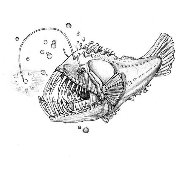 Angler Fish Drawing Detailed Sketch
