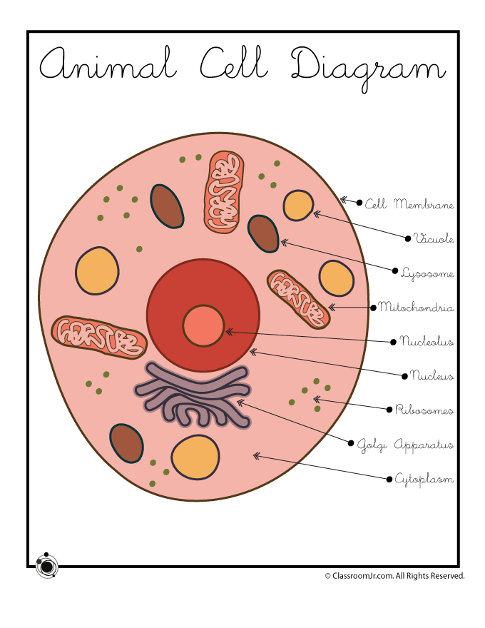 Human cell drawing Vectors & Illustrations for Free Download | Freepik-saigonsouth.com.vn