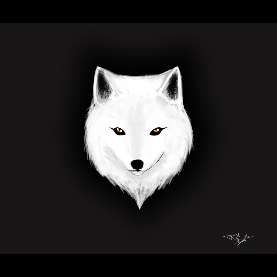 Arctic Fox Drawing Artistic Sketching