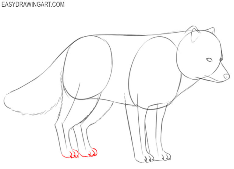 Arctic Fox Drawing Hand Drawn Sketch