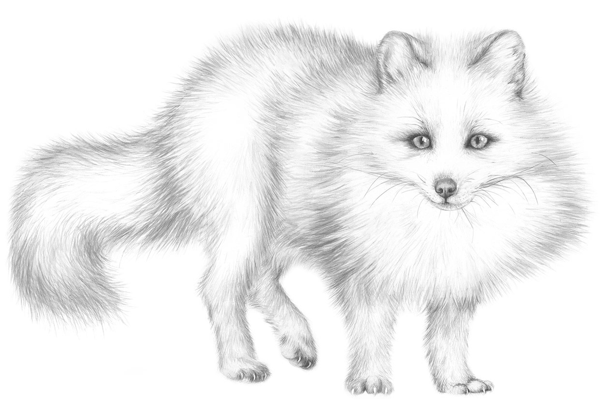 Arctic Fox Drawing Modern Sketch