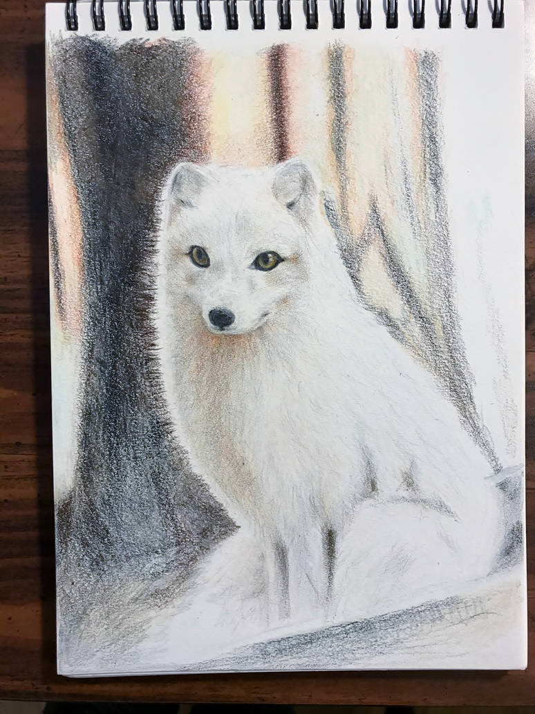 Arctic Fox Drawing