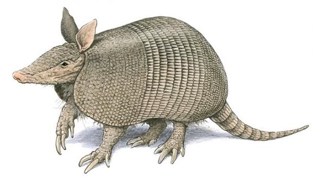 Armadillo Drawing Detailed Sketch