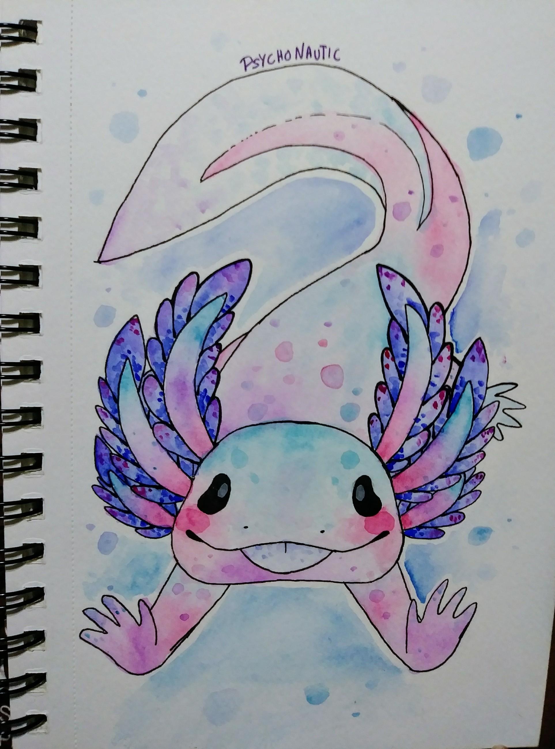 Axolotl Drawing Artistic Sketching