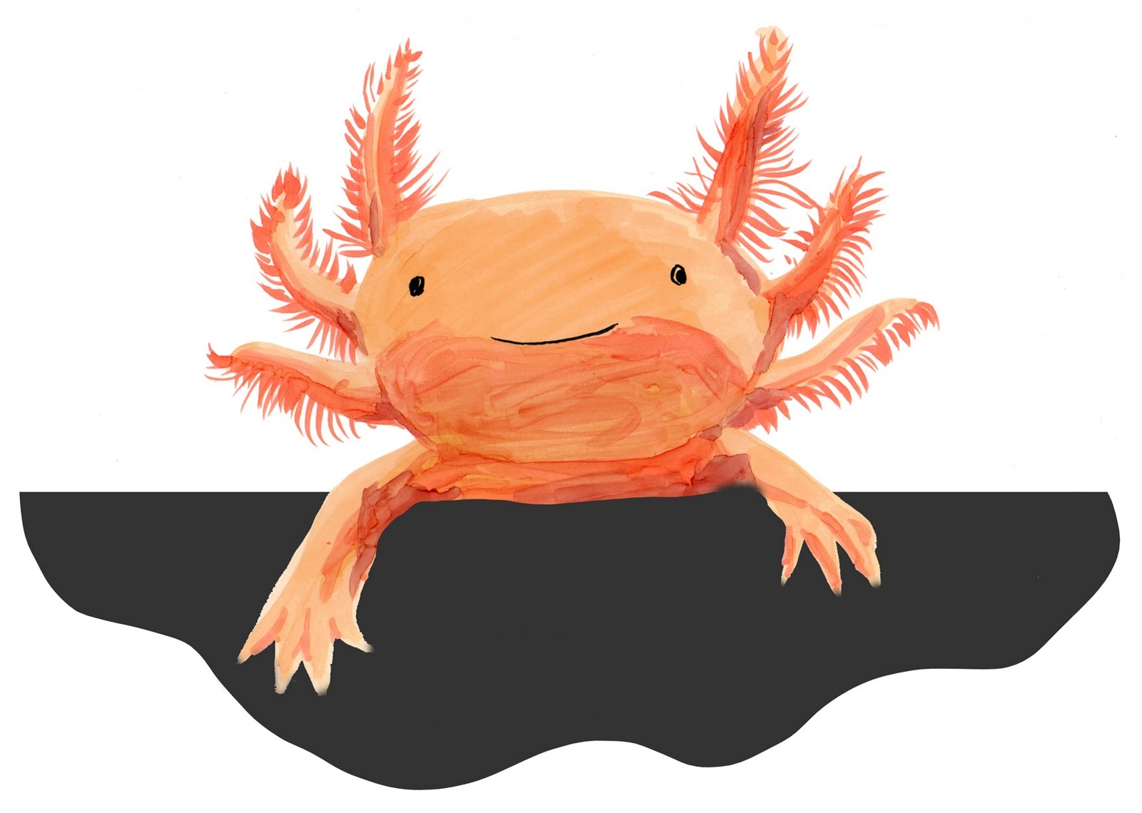 Axolotl Drawing Detailed Sketch