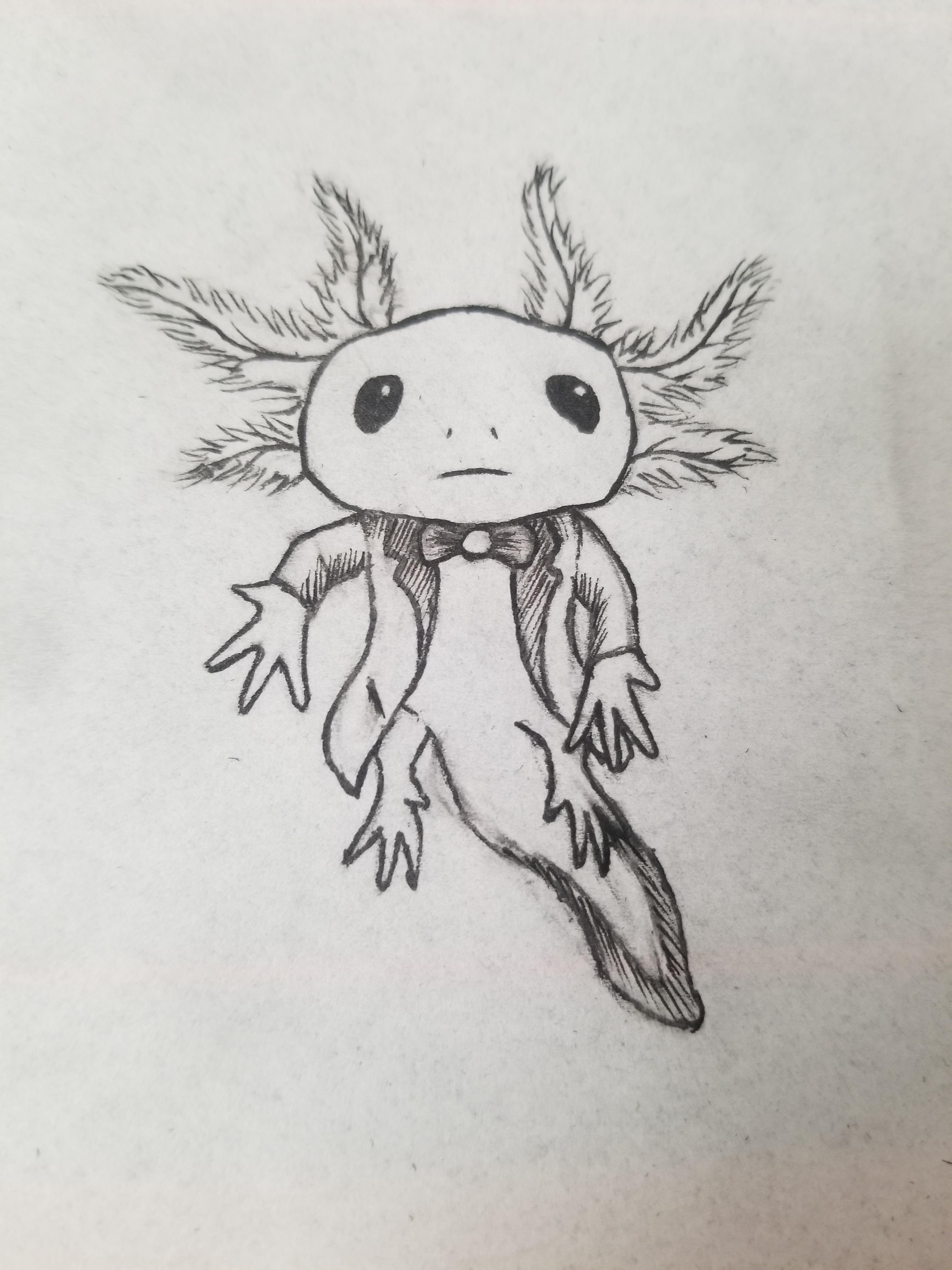Axolotl Drawing Stunning Sketch