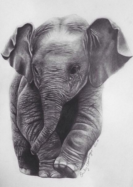 Baby Elephant Drawing Fine Art