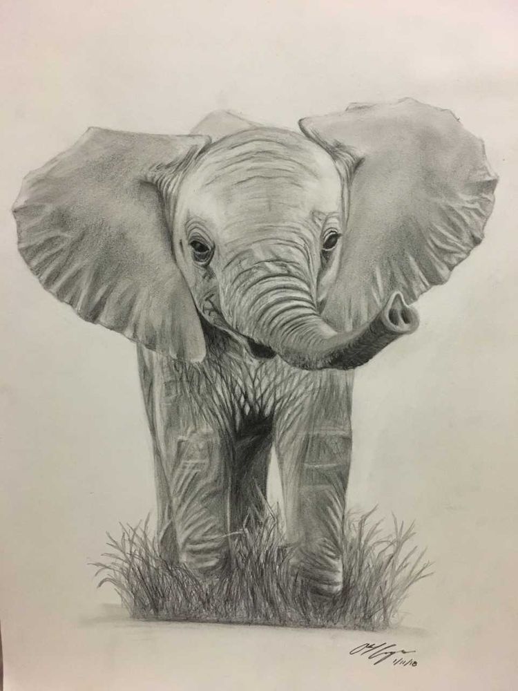 Baby Elephant Drawing Realistic Sketch