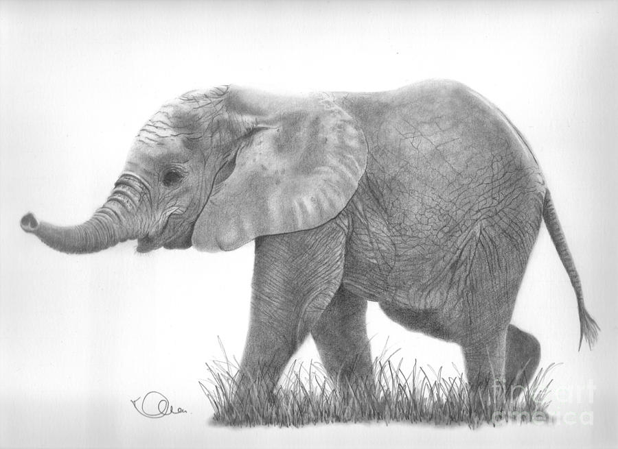 Baby Elephant Drawing Sketch