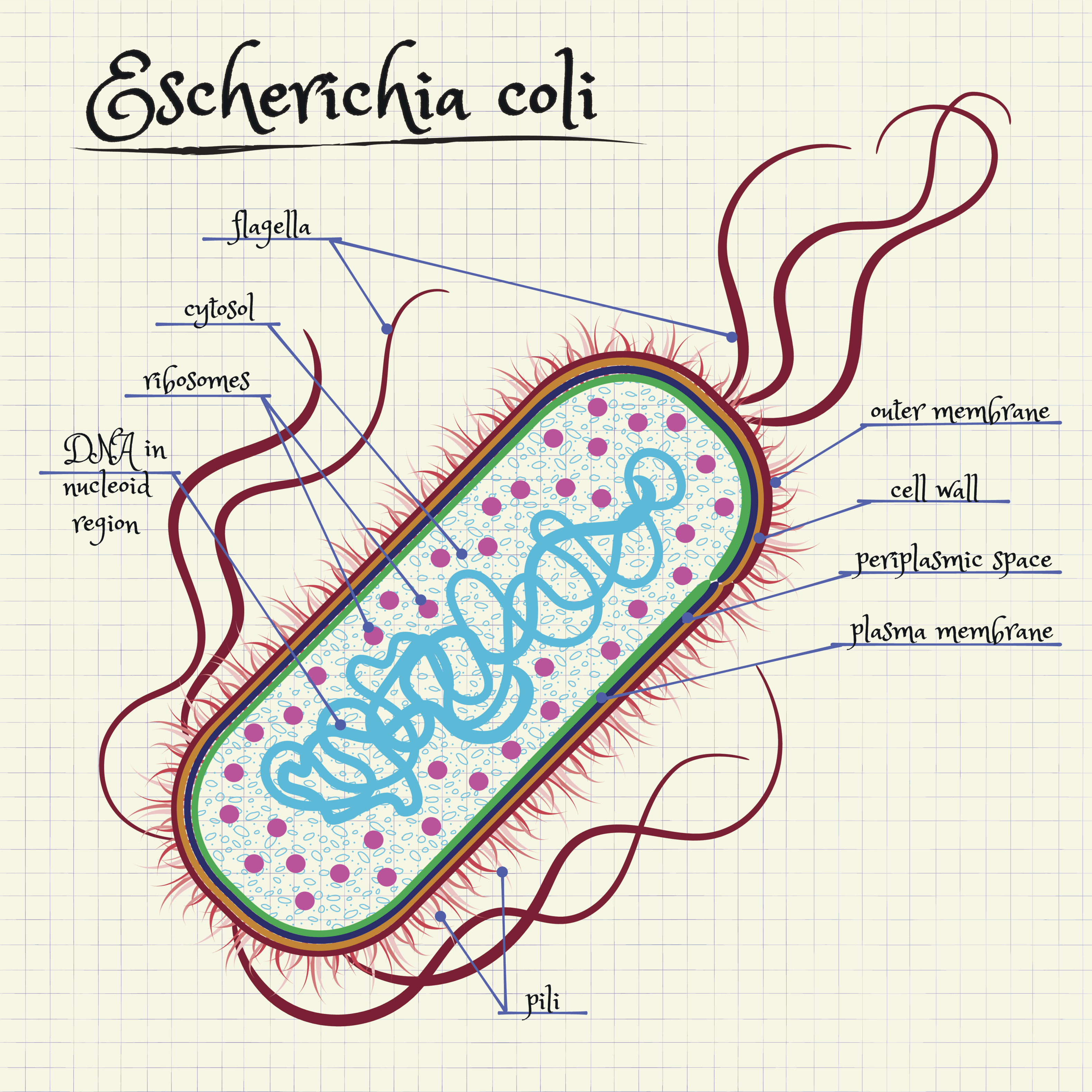 Bacteria Drawing Fine Art