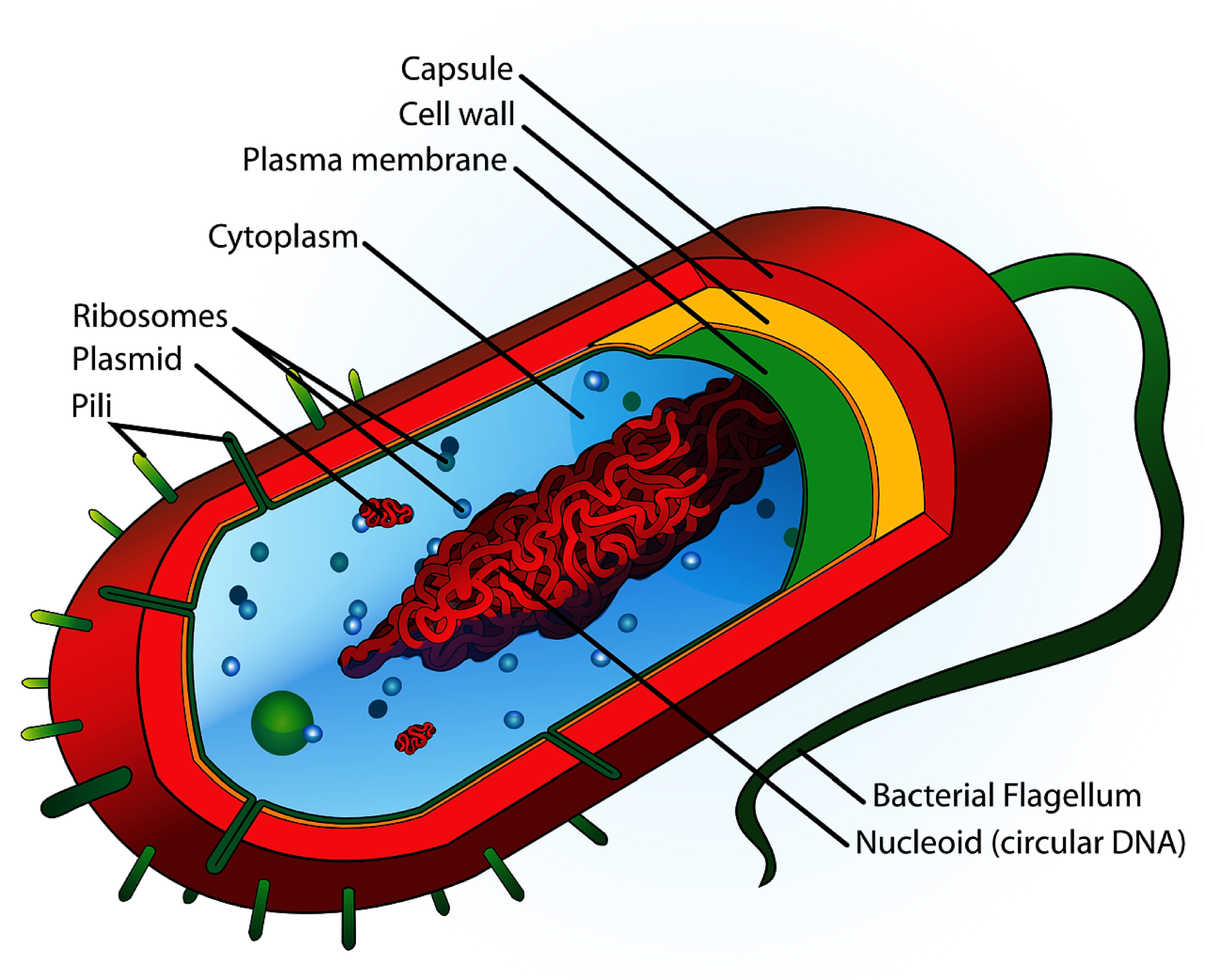 Bacteria Drawing Photo