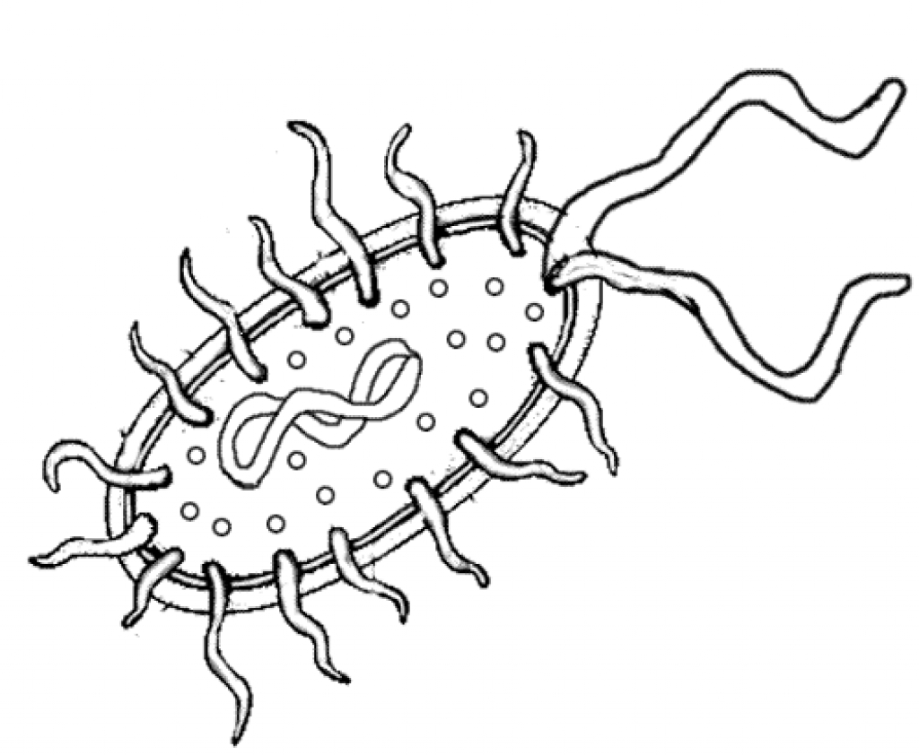 Bacteria Drawing Picture