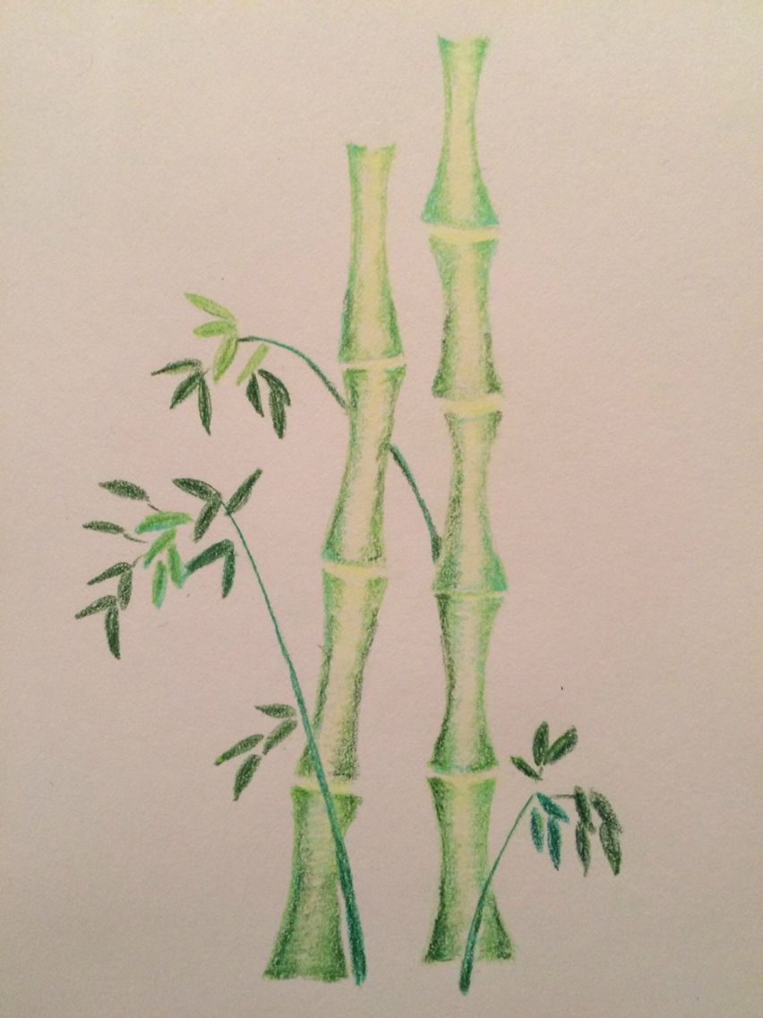 Bamboo Drawing Amazing Sketch