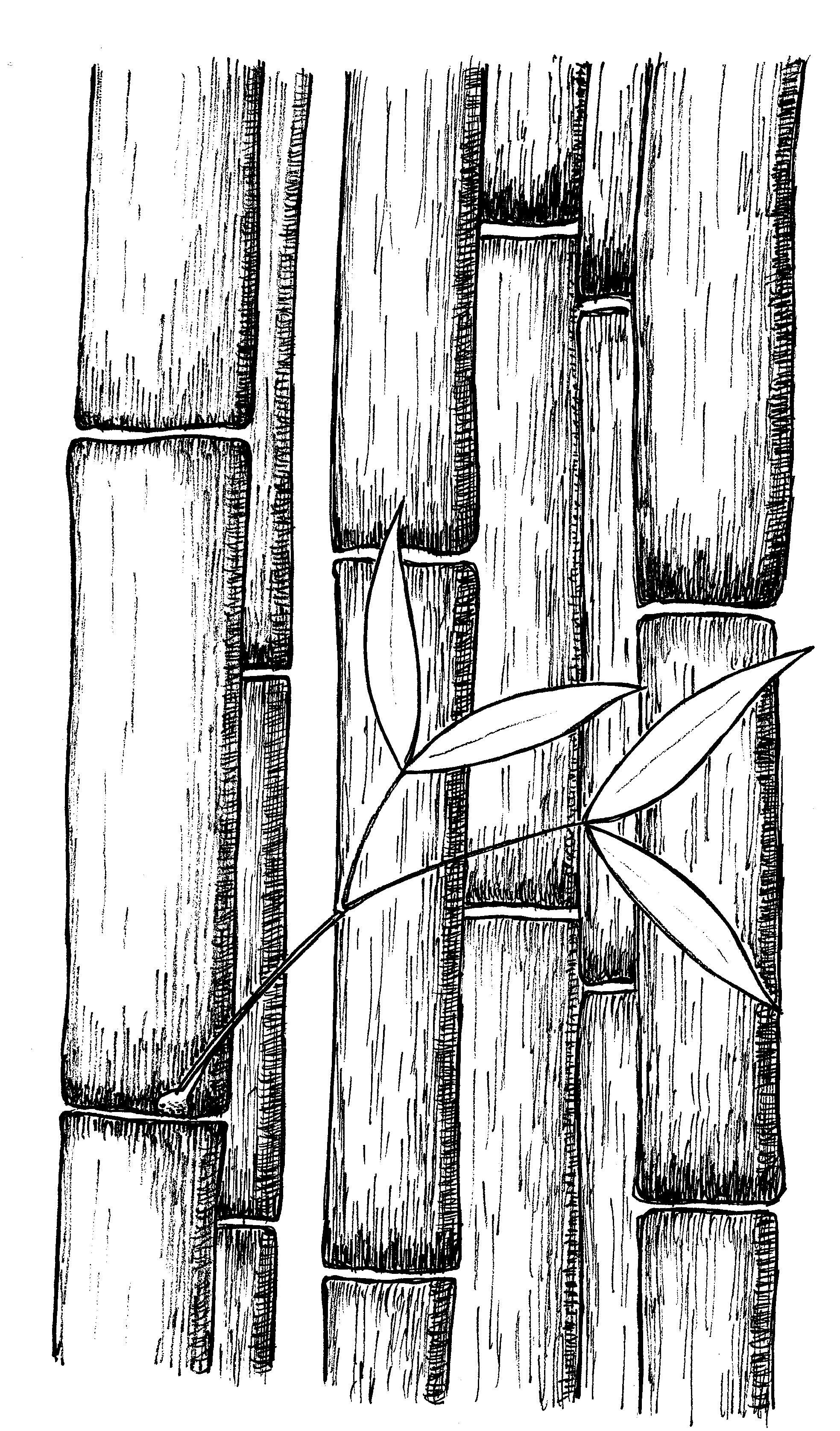 Bamboo Drawing Hand Drawn Sketch