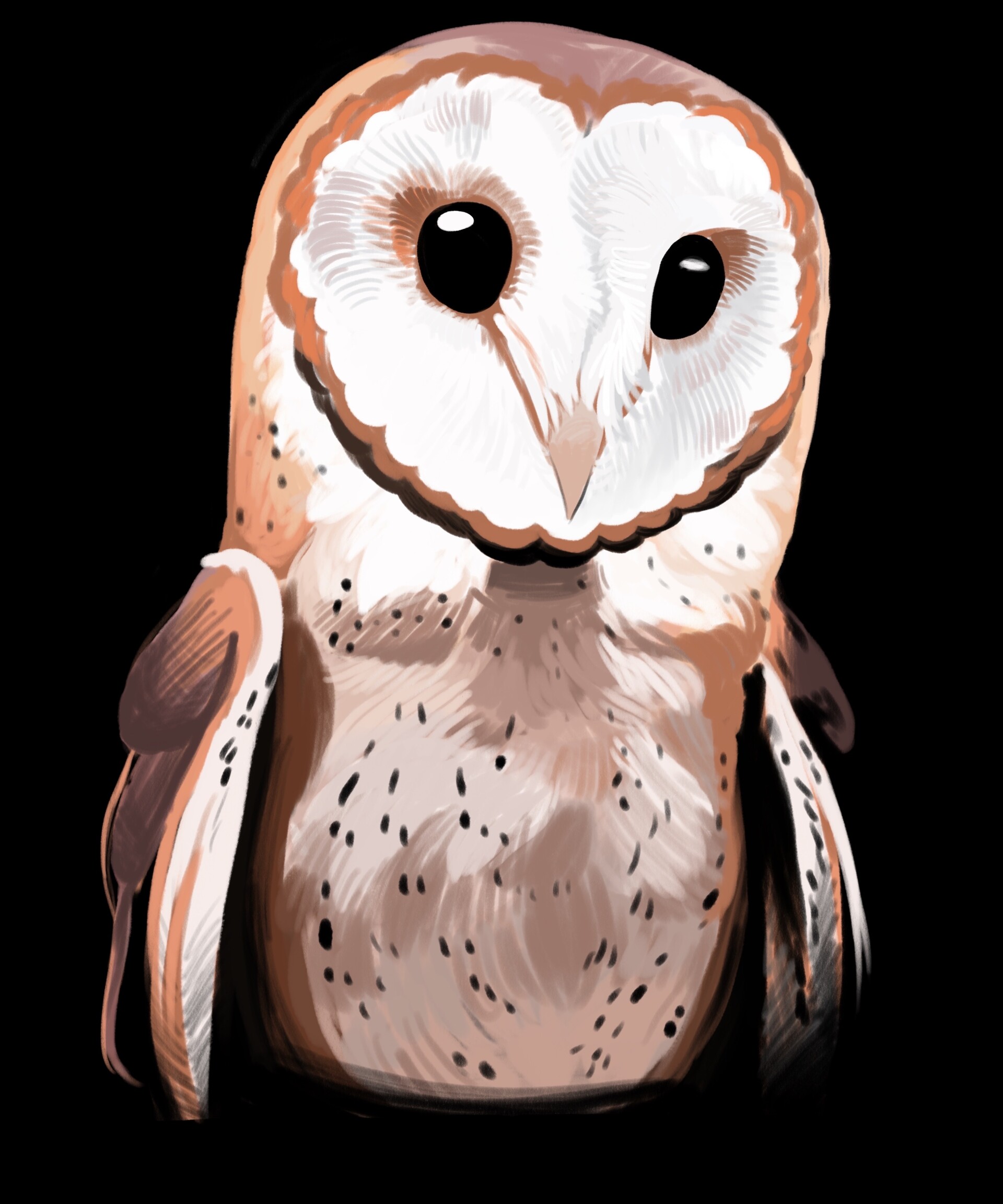 Barn Owl Drawing Artistic Sketching