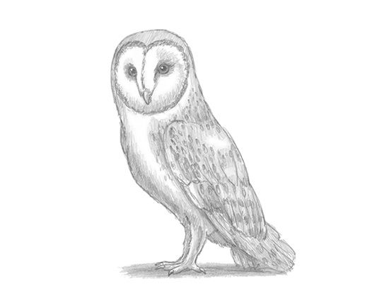 Barn Owl Drawing Fine Art