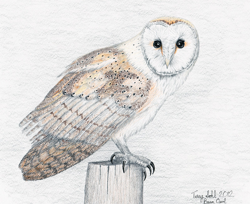 Barn Owl Drawing Hand drawn
