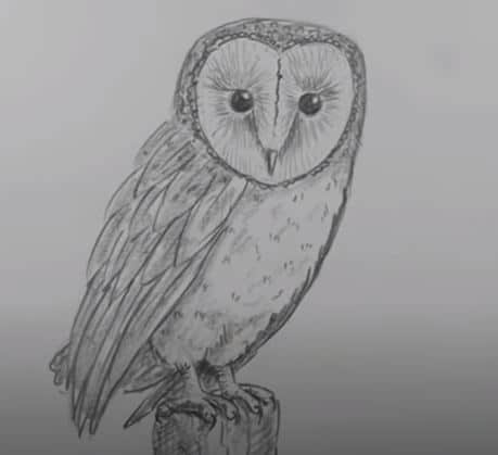 Barn Owl Drawing Intricate Artwork