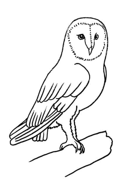 Barn Owl Drawing Realistic Sketch