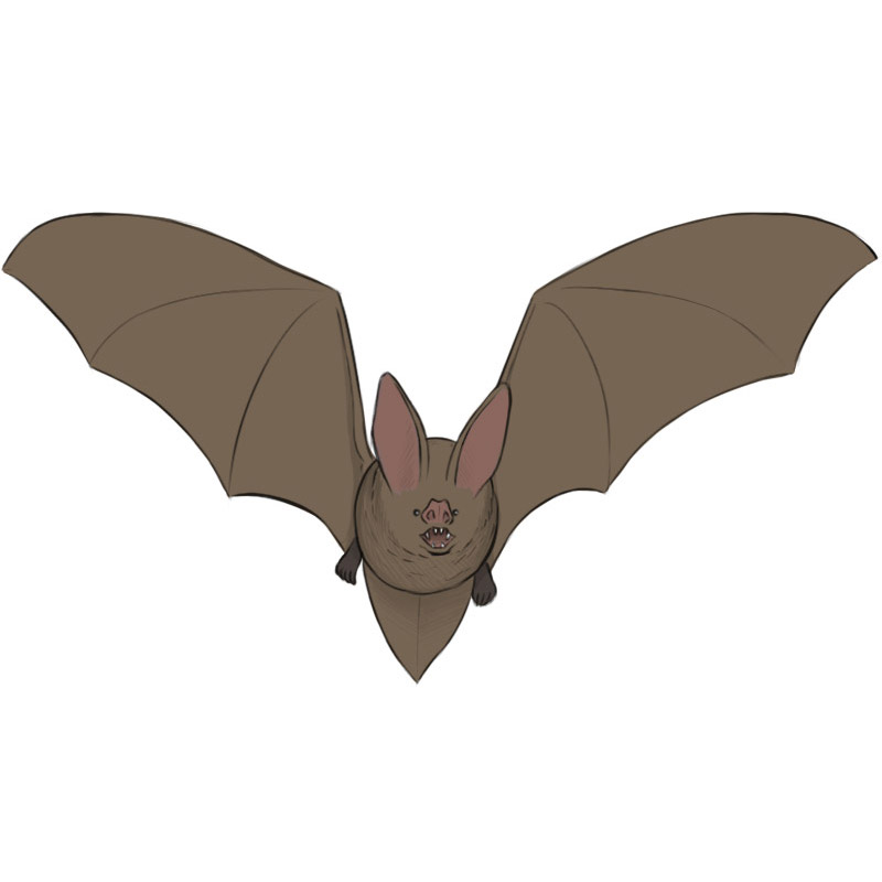 Bat Drawing Art