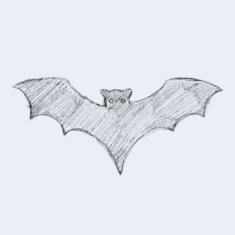 Bat Drawing Beautiful Artwork