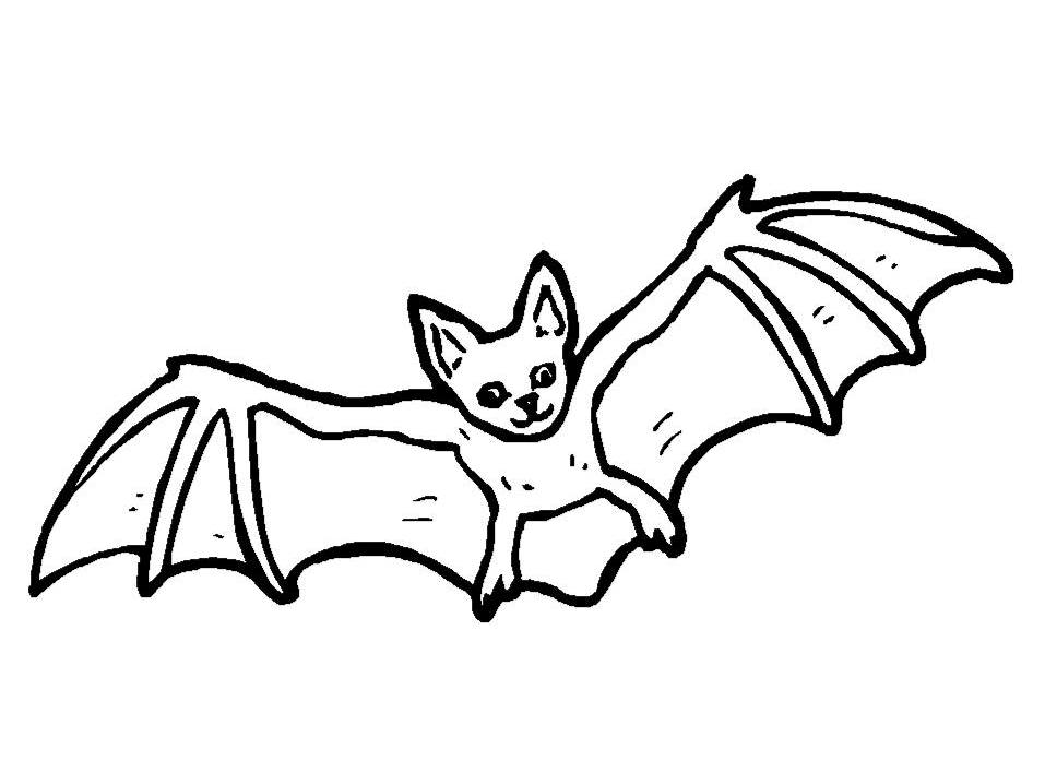 Bat Drawing Fine Art