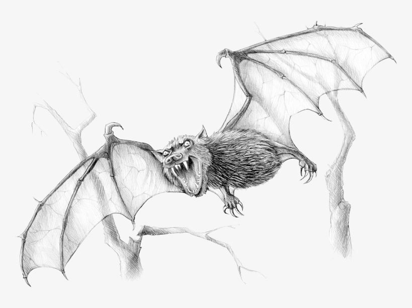 Bat Drawing Hand drawn