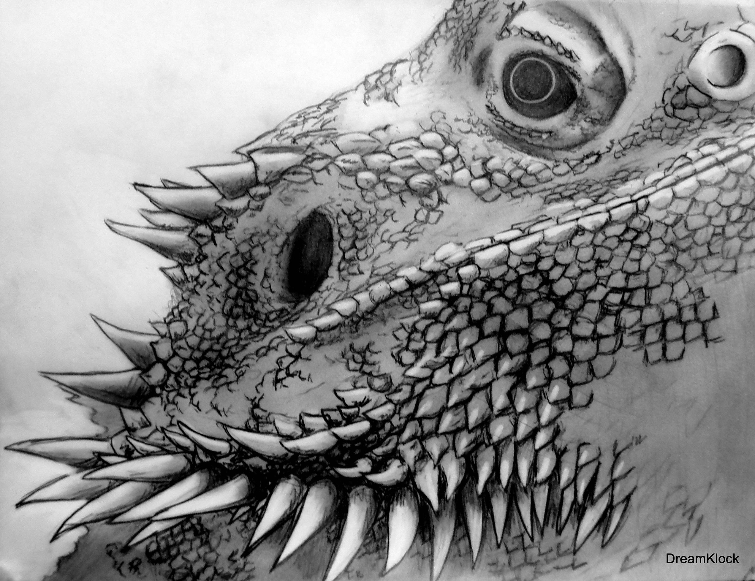 Bearded Dragon Drawing Art