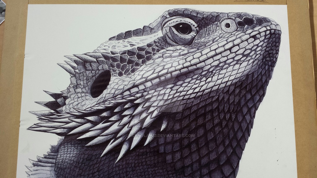 Bearded Dragon Drawing Detailed Sketch