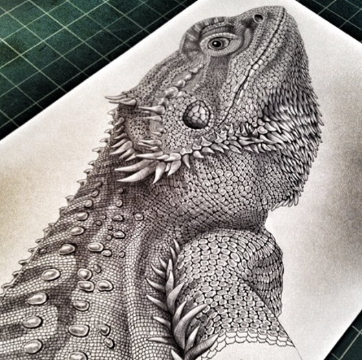 Bearded Dragon Drawing Unique Art