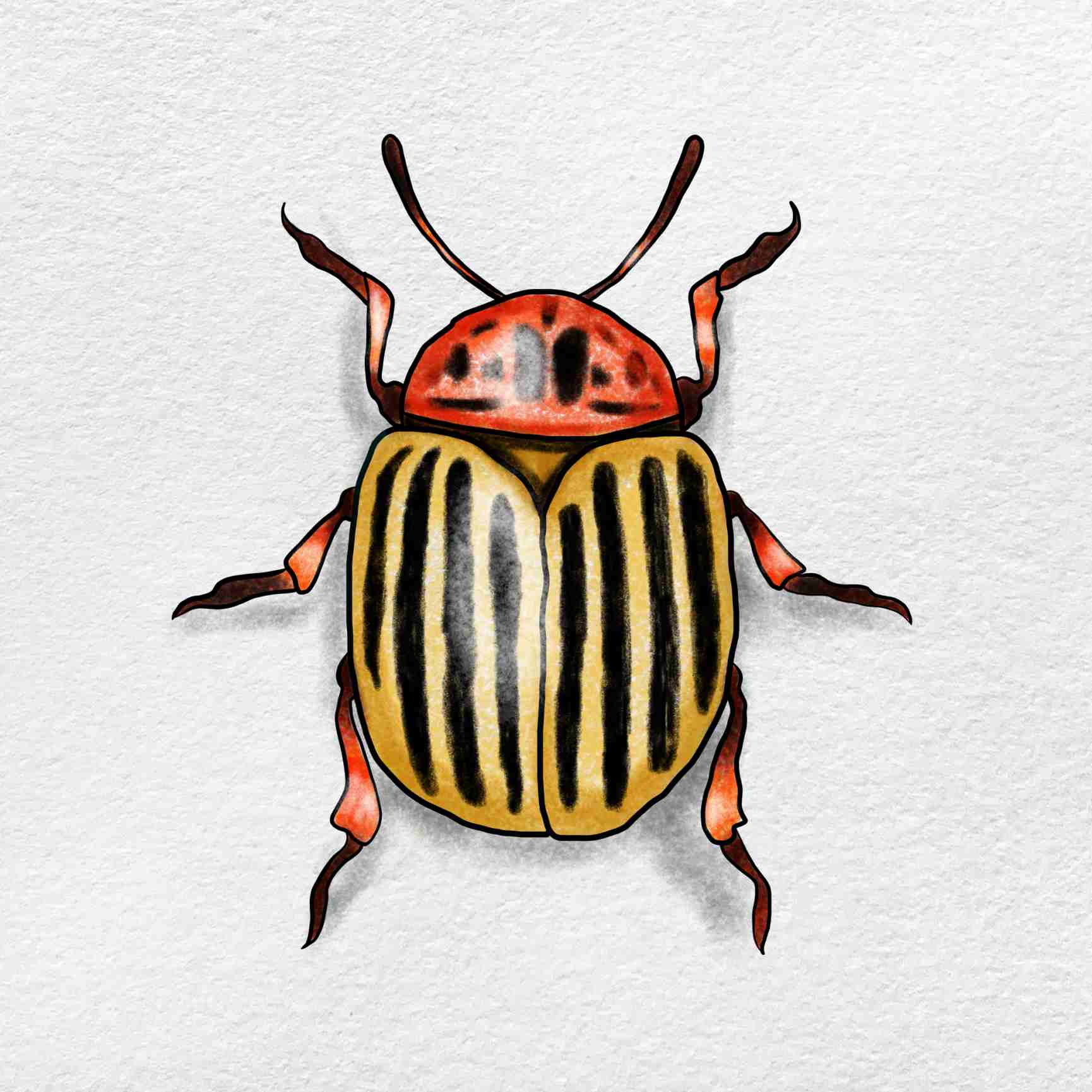 Beetle Drawing Amazing Sketch