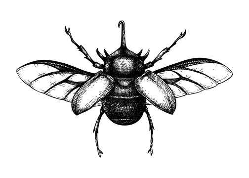 Beetle Drawing Hand drawn Sketch