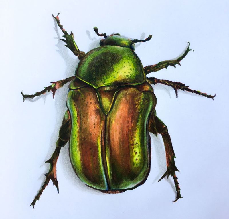 Beetle Drawing Modern Sketch