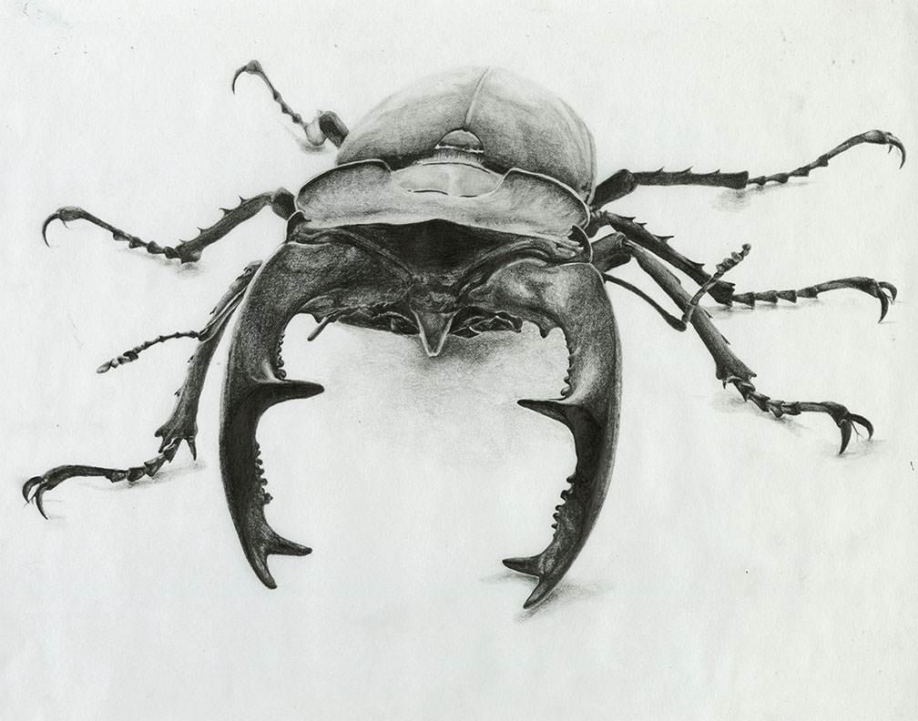 Beetle Drawing Stunning Sketch