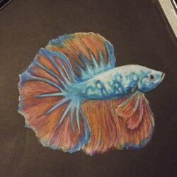 Betta Fish Drawing Amazing Sketch